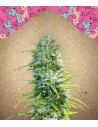 FEMALE SEEDS - SexBud - 1
