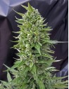 00 SEEDS BANK - Auto Northern Lights - 1