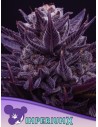 Anesia Seeds - Imperium X - 1