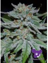Anesia Seeds - Slurricane - 1