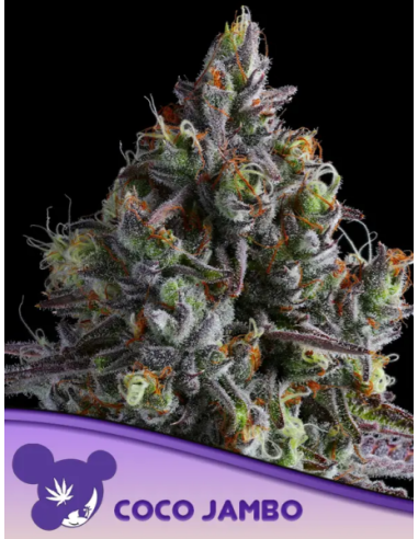 Anesia Seeds - Coco Jambo - 1 