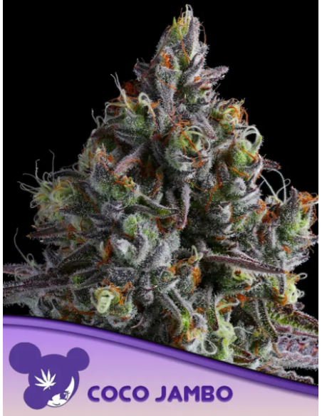 Anesia Seeds - Coco Jambo - 1 
