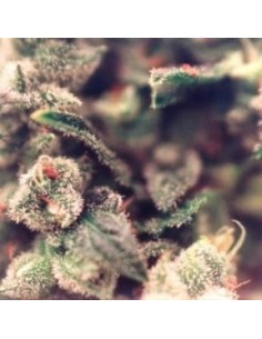 FEMALESEEDS - Sweet Soul - 1