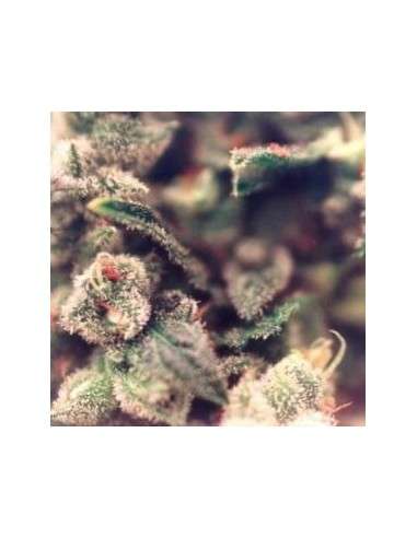 FEMALESEEDS - Sweet Soul - 1