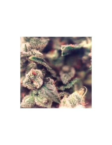 FEMALESEEDS - Sweet Soul - 1