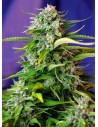 SWEET SEEDS - Jack 47 Auto - 1