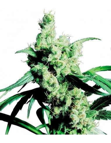 SENSI SEEDS - Silver Haze - 1