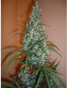 SENSI SEEDS - Silver Haze - 1 2