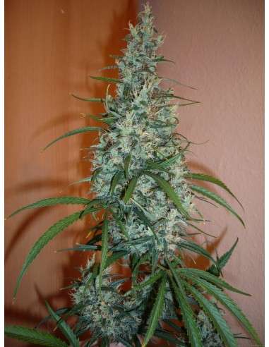SENSI SEEDS - Silver Haze - 2