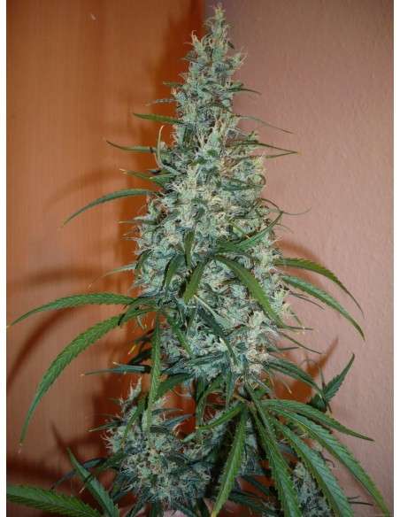 SENSI SEEDS - Silver Haze - 2