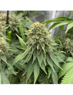Orange Ooze Strain - Original Sensible Seeds - 1 