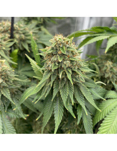 Orange Ooze Strain - Original Sensible Seeds - 1 