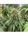 Orange Ooze Strain - Original Sensible Seeds - 1 
