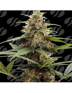 Orange Ooze Strain - Original Sensible Seeds - 1  2