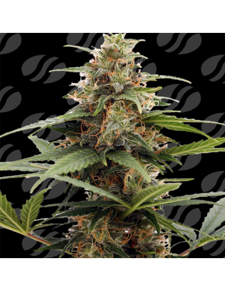 Orange Ooze Strain - Original Sensible Seeds - 2 