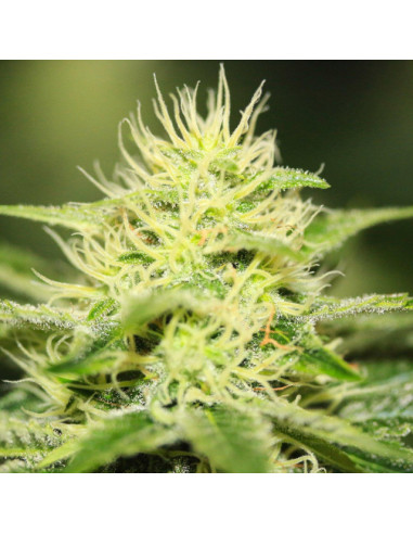 Orange Ooze Strain - Original Sensible Seeds - 3 