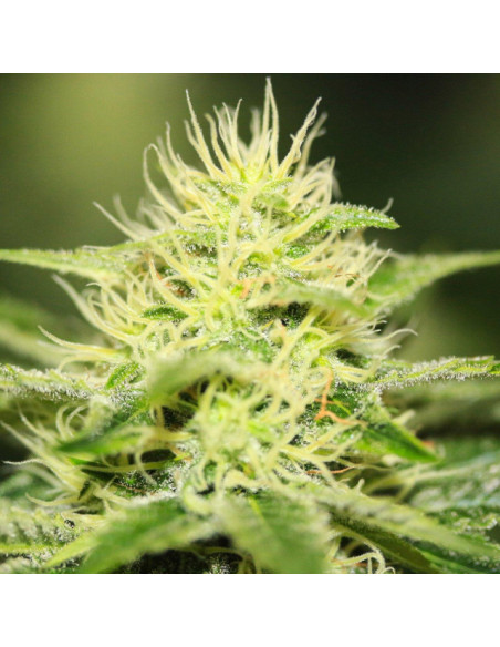 Orange Ooze Strain - Original Sensible Seeds - 3 