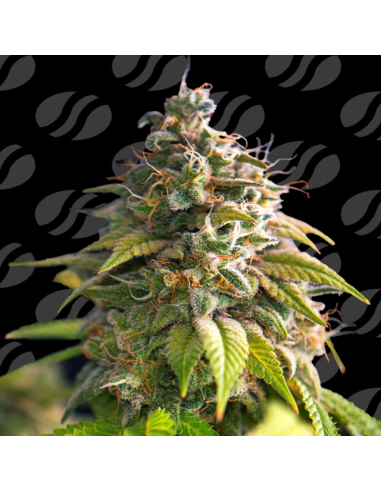 Citrus Slurp Strain - Original Sensible Seeds Pro Line - 1 