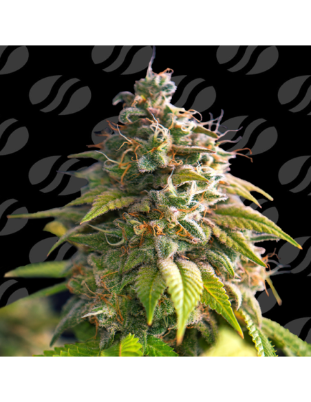 Citrus Slurp Strain - Original Sensible Seeds Pro Line - 1 