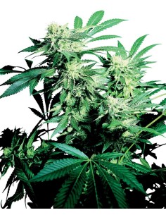 SENSI SEEDS - Skunk Kush - 1