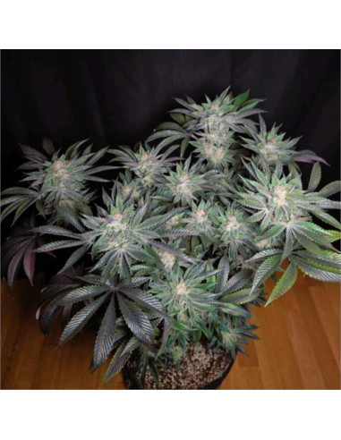 Citrus Slurp Strain - Original Sensible Seeds Pro Line - 2 