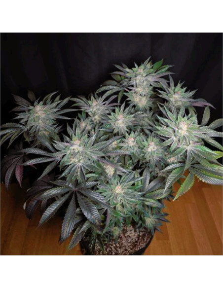 Citrus Slurp Strain - Original Sensible Seeds Pro Line - 2 