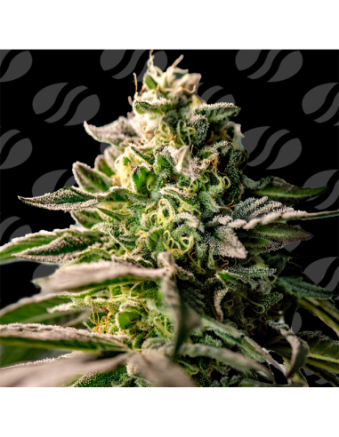 Zingatsu Strain - Original Sensible Seeds Pro Line - 1 