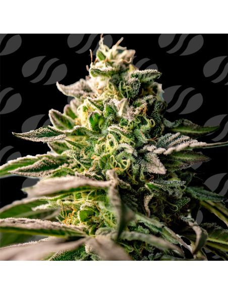 Zingatsu Strain - Original Sensible Seeds Pro Line - 1 