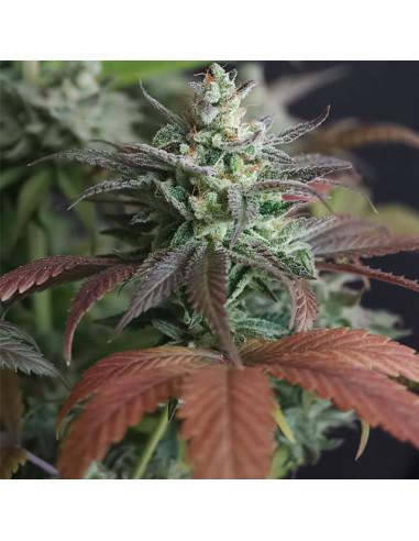Zingatsu Strain - Original Sensible Seeds Pro Line - 2 