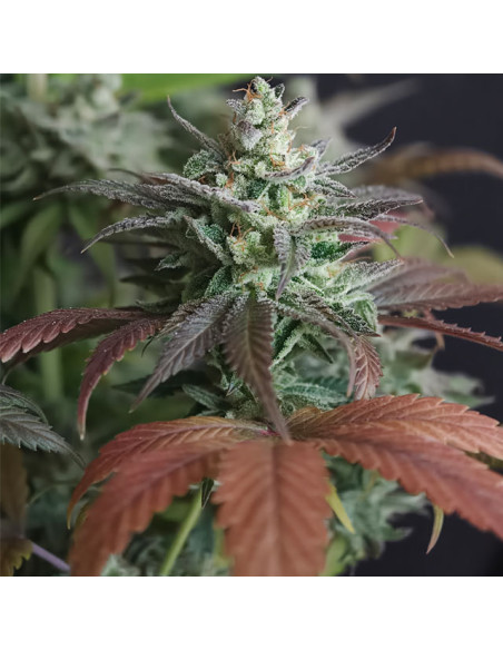 Zingatsu Strain - Original Sensible Seeds Pro Line - 2 