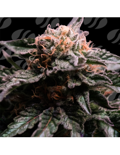 Banana Fumes Strain - Original Sensible Seeds Pro Line - 1 