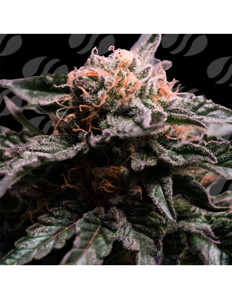 Banana Fumes Strain - Original Sensible Seeds Pro Line - 1 