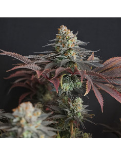 Banana Fumes Strain - Original Sensible Seeds Pro Line - 1  2
