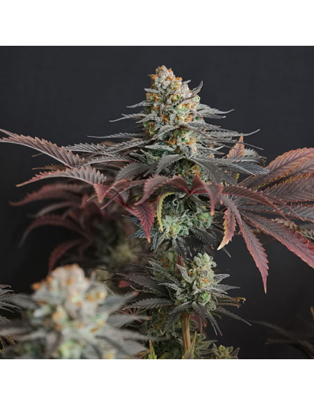 Banana Fumes Strain - Original Sensible Seeds Pro Line - 2 