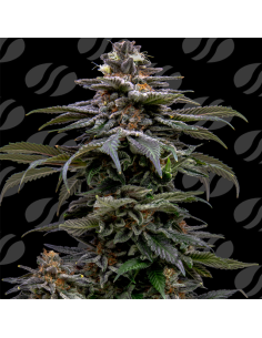 Purple Overload Strain - Original Sensible Seeds Pro Line - 1 