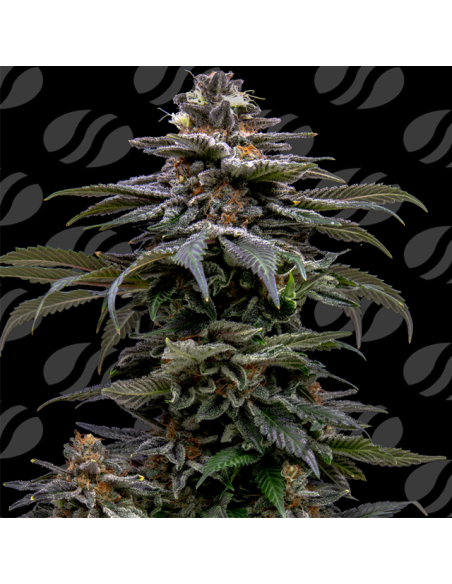 Purple Overload Strain - Original Sensible Seeds Pro Line - 1 