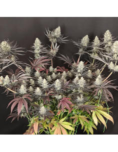 Purple Overload Strain - Original Sensible Seeds Pro Line - 1  2