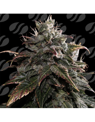 Papaya Stank Strain - Original Sensible Seeds Pro Line - 1 