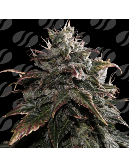 Papaya Stank Strain - Original Sensible Seeds Pro Line - 1 