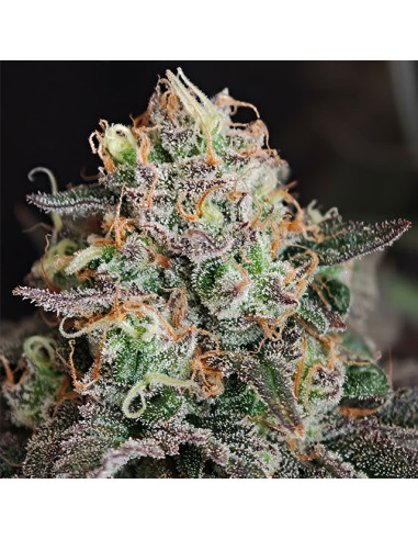 Papaya Stank Strain - Original Sensible Seeds Pro Line - 2 