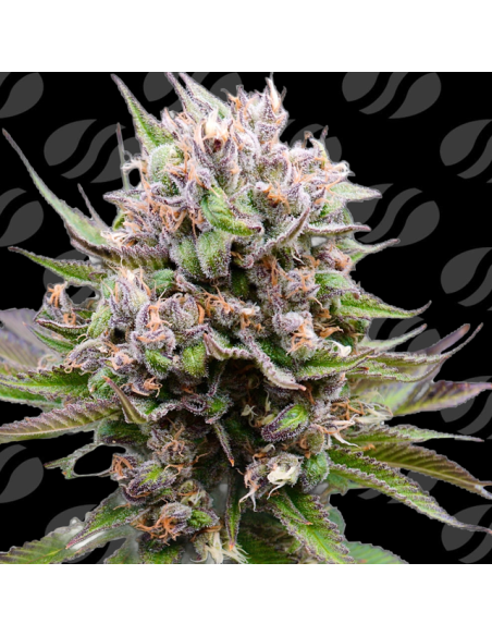 Auto Cotton Berry Rush - Original Sensible Seeds Pro Line - 1 
