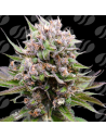 Auto Cotton Berry Rush - Original Sensible Seeds Pro Line - 1 