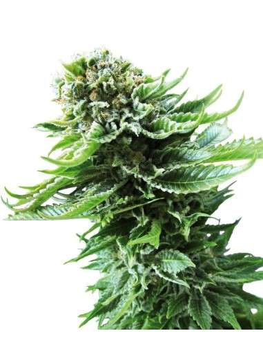 SENSI SEEDS - Northern Lights Automatic - 1