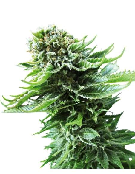 SENSI SEEDS - Northern Lights Automatic - 1