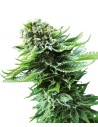 SENSI SEEDS - Northern Lights Automatic - 1