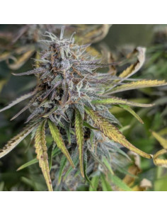 Auto Cotton Berry Rush - Original Sensible Seeds Pro Line - 1  2