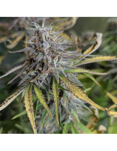 Auto Cotton Berry Rush - Original Sensible Seeds Pro Line - 2 