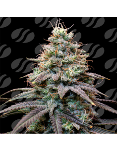 FumePop Auto Strain - Original Sensible Seeds Pro Line - 1 