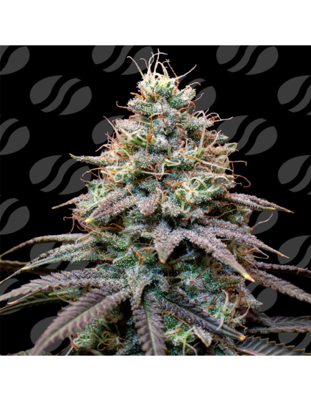 FumePop Auto Strain - Original Sensible Seeds Pro Line - 1 