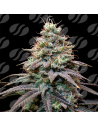 FumePop Auto Strain - Original Sensible Seeds Pro Line - 1 